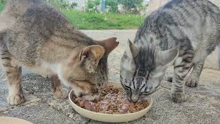 2024.3.27 猫巡り 公園の猫ちゃん達に美味しいカリカリと大好きな金のだしカップを