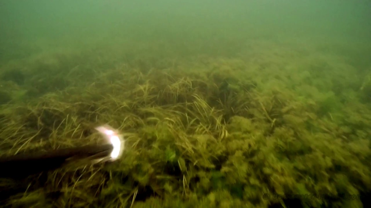 Pike attacks: POV action camera on RC bait boat fishing test. 