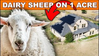 RAISING 6 DAIRY SHEEP ON 1.5 ACRES | HOMESTEAD Small Farming on Pasture Small Scale Milking sheep by the Shepherdess 11,804 views 7 months ago 6 minutes, 9 seconds