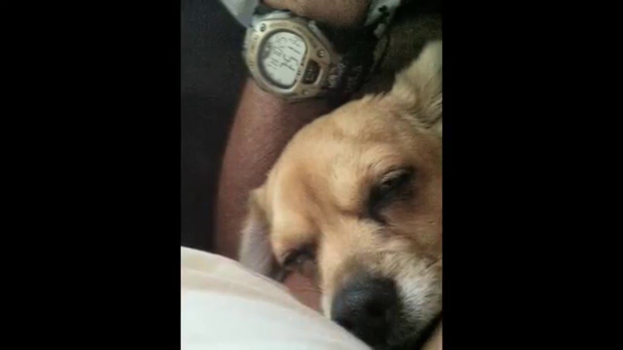 waking a lazy chuggle YouTube