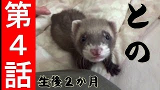 フェレット物語【との走る！】第４話　Ferret - Animal