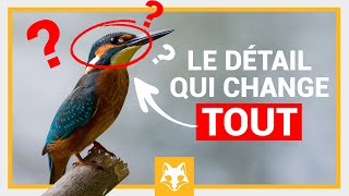 Photo animalière : le détail qui change TOUT