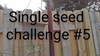 Single seed challenge update #6