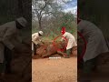 Animals Caught Doing the Unexpected