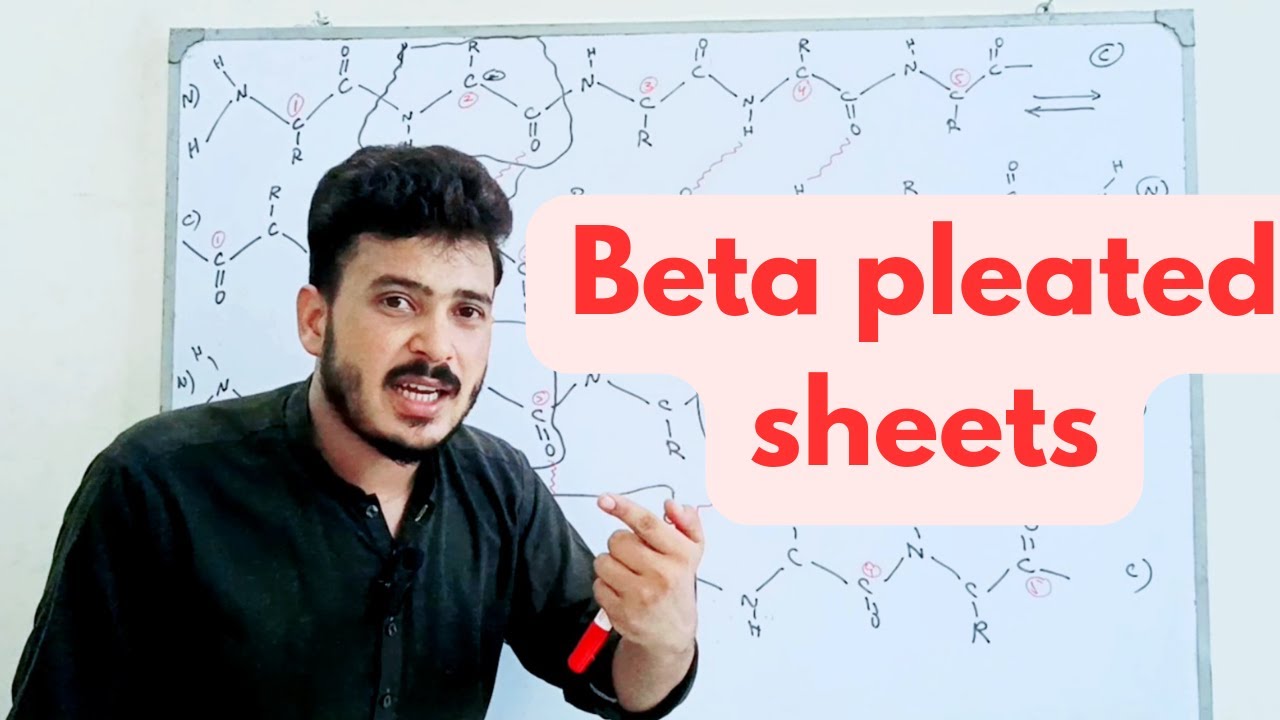 beta pleated sheets in secondary proteins|beta sheets