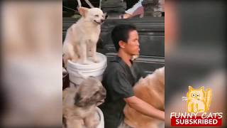 😁 Funny Cats 😻 and 🐶 Dogs - Funniest Animals Life 2019