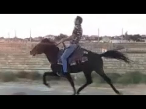 Yorga Atlar Forsaj “Kurdexani” Gonderdi Ziya