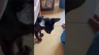 nuha teriak teriak takut kucing hitam #shorts #khalisadannuha