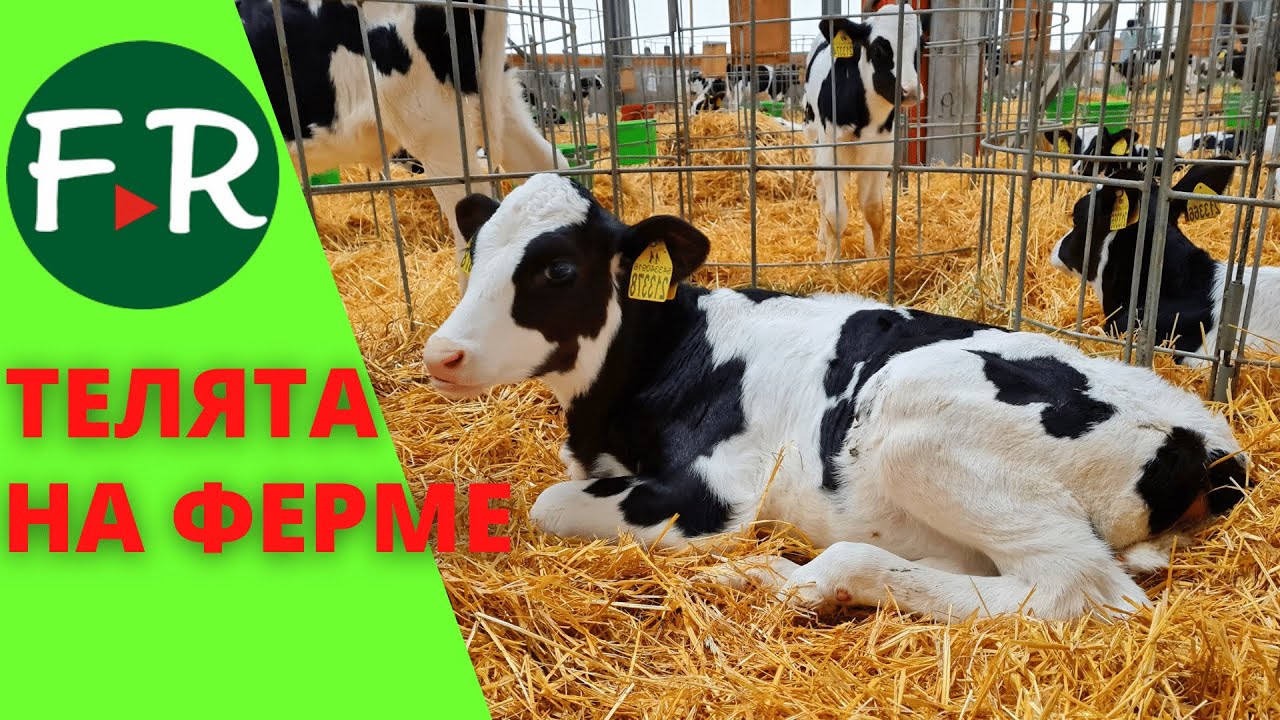 Грант на разведение крс Грант на разведение крс