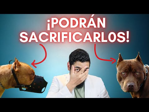 Video: ¿Qué razas han obtenido la certificación de buen ciudadano canino?