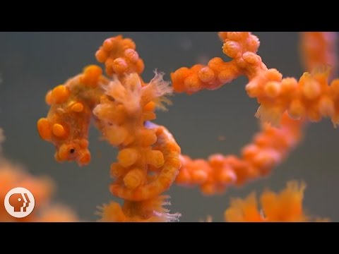 Thumb of Seahorse video