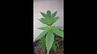Blue dream veg week 4