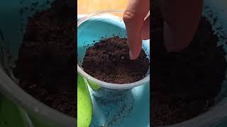 การเจริญเติบโต Ethos Genetics Mandarin cookies R1 V2 EP.1