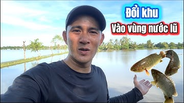 Câu Cá Rô Đồng Giữa Vùng Nước Lũ / lãng tử miền tây T 68