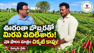 రెంటచింతల  మిరప రైతు …ఊరంతా బొబ్బరతో మిరప వదిలేశారు… నా పొలం మాత్రం చిక్కటి కాపుతో నిలిచింది!#chilli