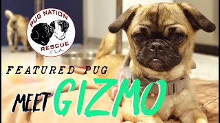 Meet Gizmo! | Featured Pug #PugNationRescueLosAngeles