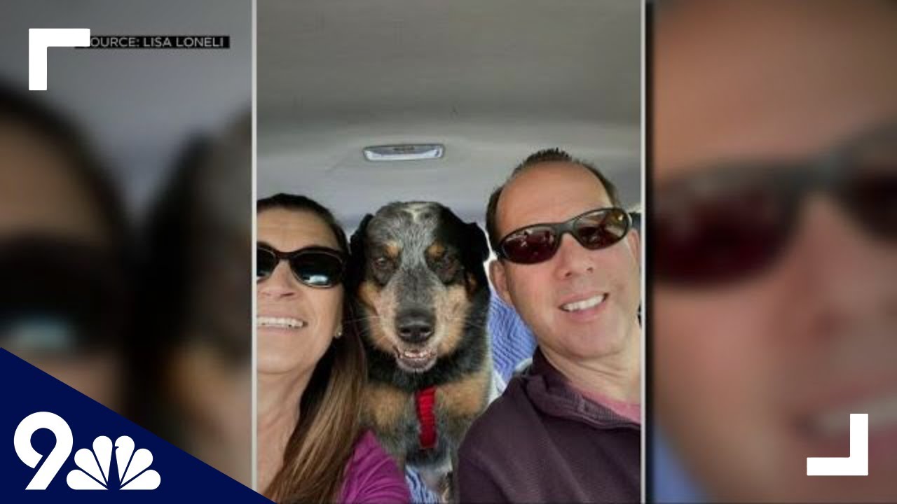 Dog Found Guarding Owner's Body After His Death Looking for New Home