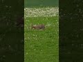 Roe Deer Resting in Green Meadow with Dandelions