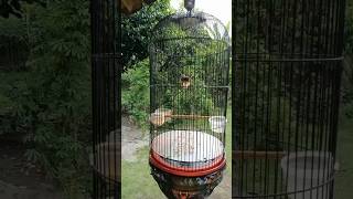 PRENJAK KEPALA MERAH BETINA NGETIR PANJANG