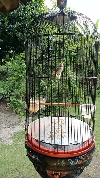 PRENJAK KEPALA MERAH BETINA NGETIR PANJANG