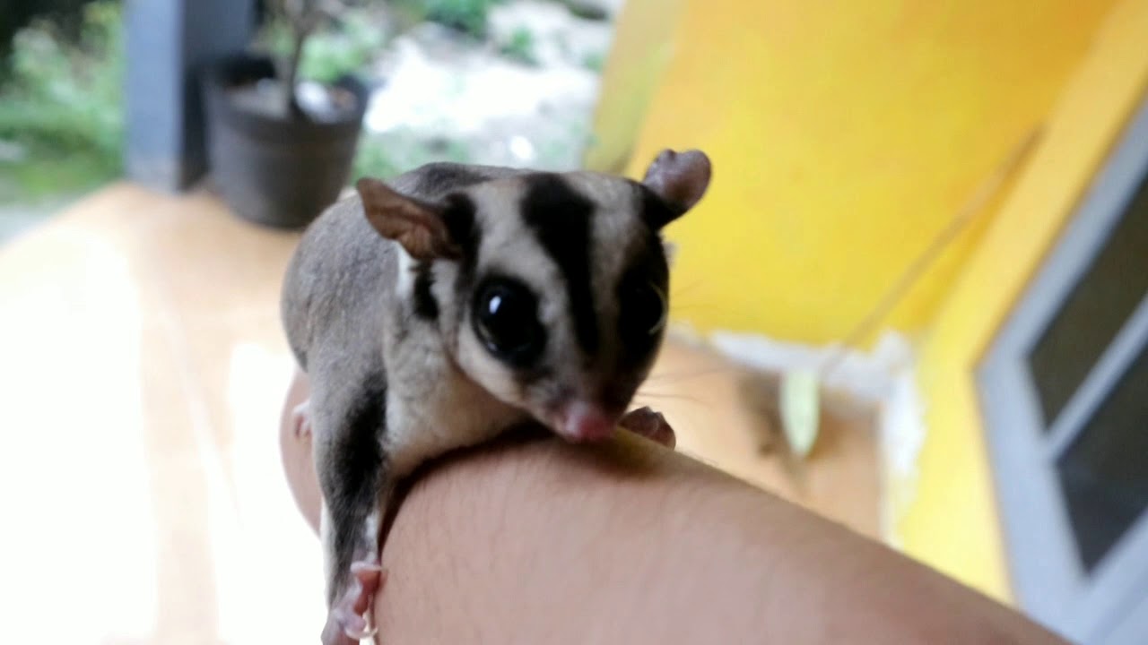  Sugar  Glider hewan  imut dan lucu  YouTube