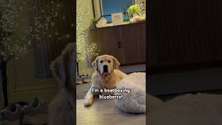 I Now Present Thisblueberry beatbox bestie dogshorts shorts goldenretriever doglove pets