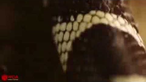 Amazing Capuchin Monkey Save Mouse When Snake Swallow