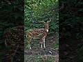 The Forest Model is Here #deer #shorts #ytshorts #shortsfeed #animals #jimcorbett #viral