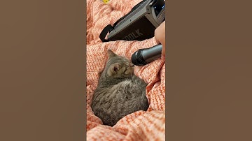 My cat snoring like she works a 9-5