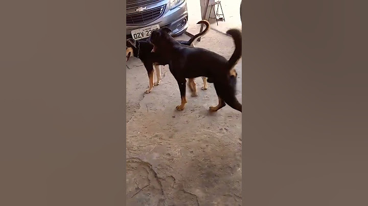 CRUZAMENTO DE ROTTWEILER #shorts