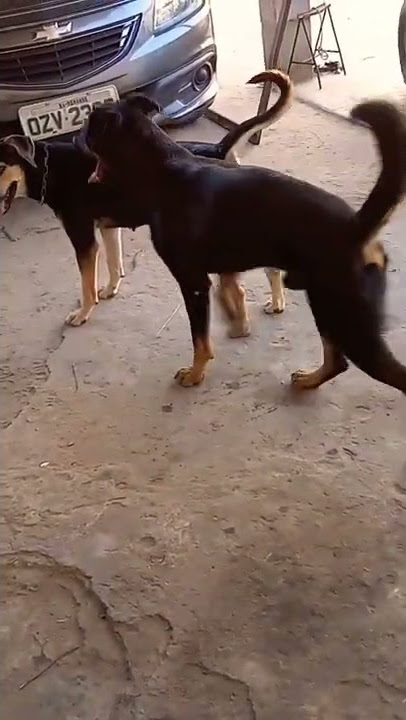 CRUZAMENTO DE ROTTWEILER #shorts
