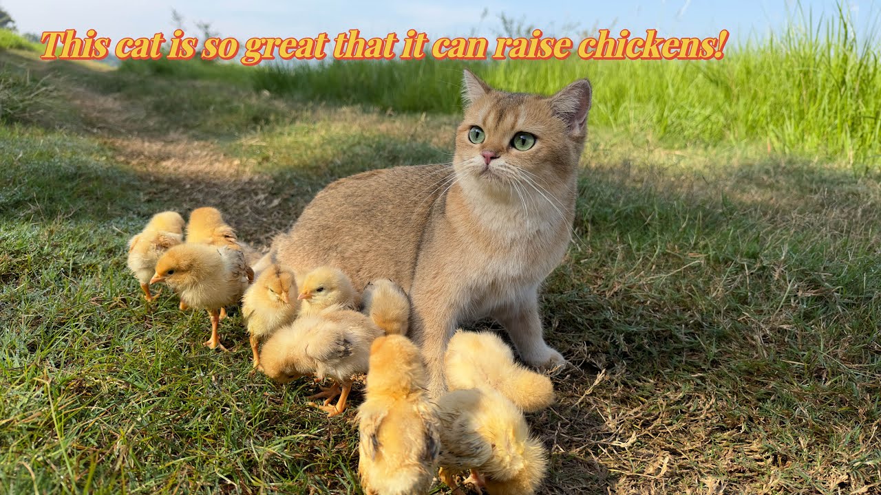 Adorable cat leads a flock of chicks on an outdoor hunt for food.Cute