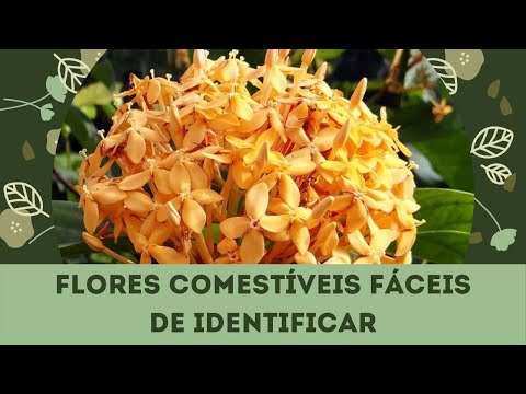 Vídeo: Um Guia Para Flores Comestíveis