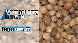 7 Variants of nutmeg in the world.