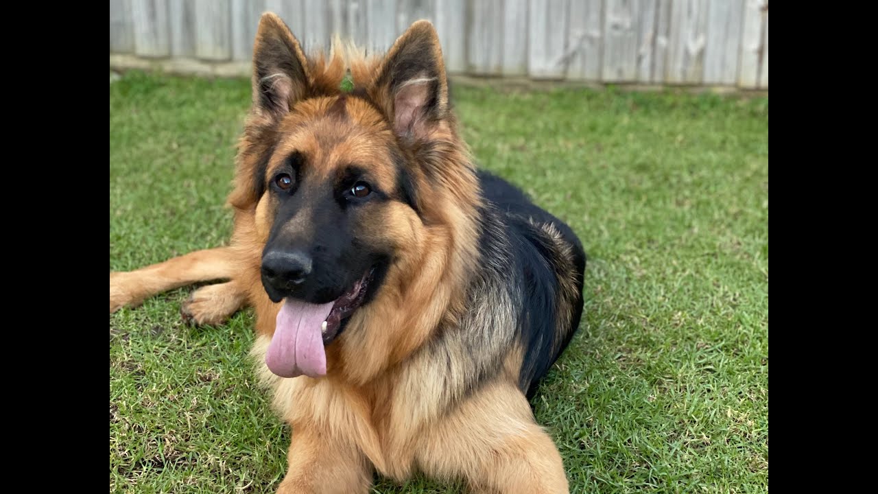 Long Coat GSD Grooming (urdu/hindi) Pakistani Living In Australia