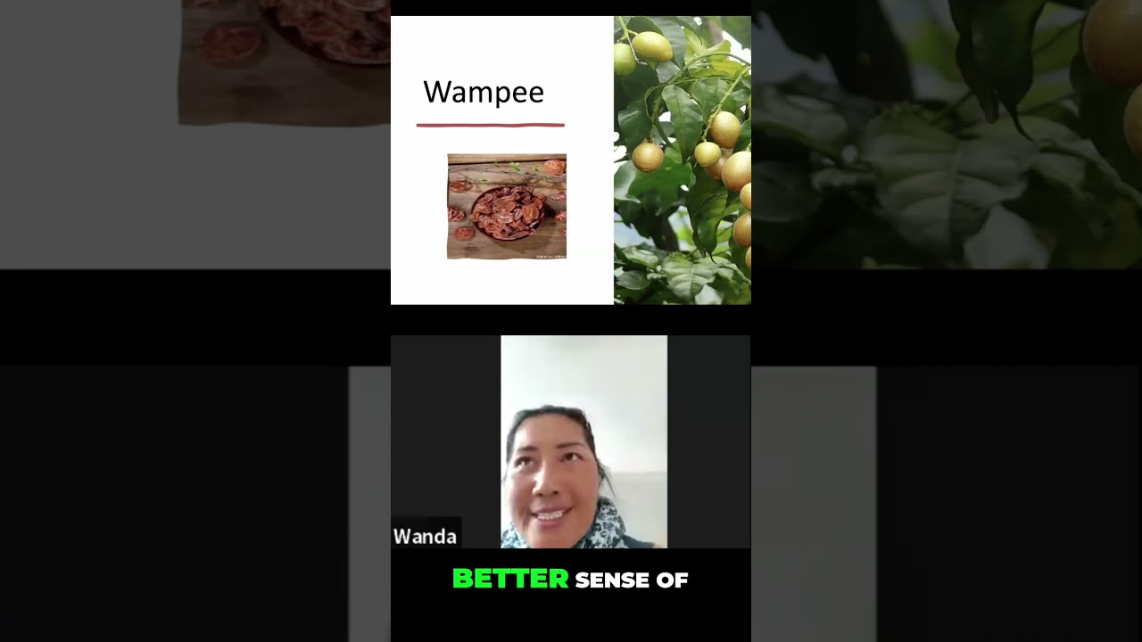 Whats a Wampi Tree and Why Was It in Every Village? Discover Forgotten Medicinal Plants 