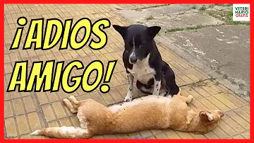 ¿Saben los perros cuándo muere otro perro?