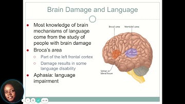 Chapter 13 Cognitive Functions