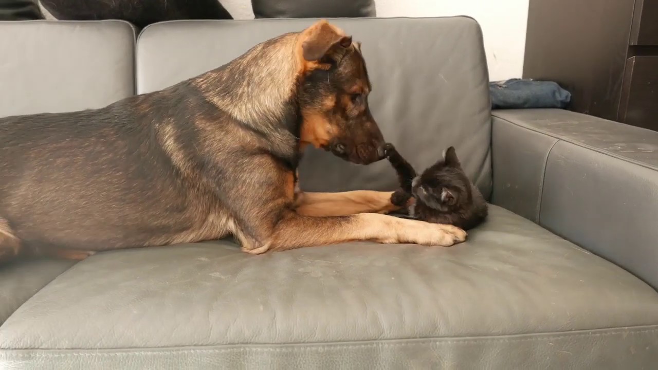 1ere rencontre chien et chat site de rencontre yonne