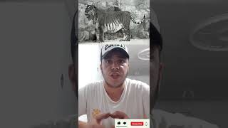 ببر مازندرانی ببر منقرض شده ایرانی ایرانی ببر حیوانات حیوان iran animal animals shorts