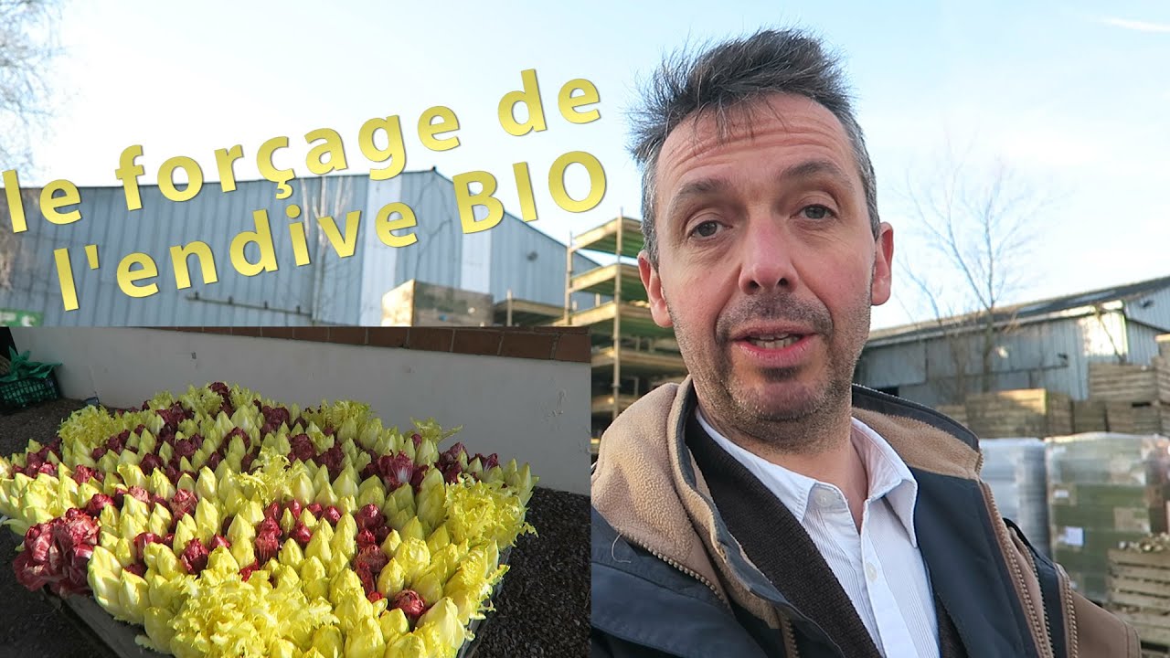 Forçage de l'endive BIO