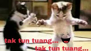 Wkwkwk....  kucing lucu joget tak tung tuang.