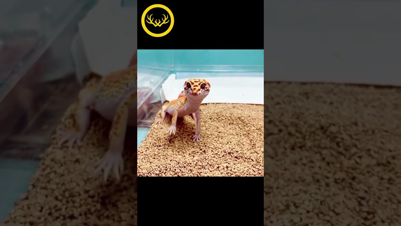 A strange species of lizard 