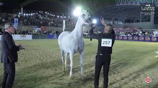 N 257 Princess Adiar Iksal Arabian Horse Show Mares 2013 & Older Cl 22