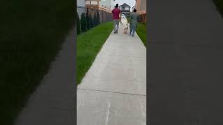 Dog Walking Everyday For?