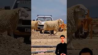 سلالة اغنام اولاد جلال #agriculture #اكسبلور #beefproduction #homesheephome #cow