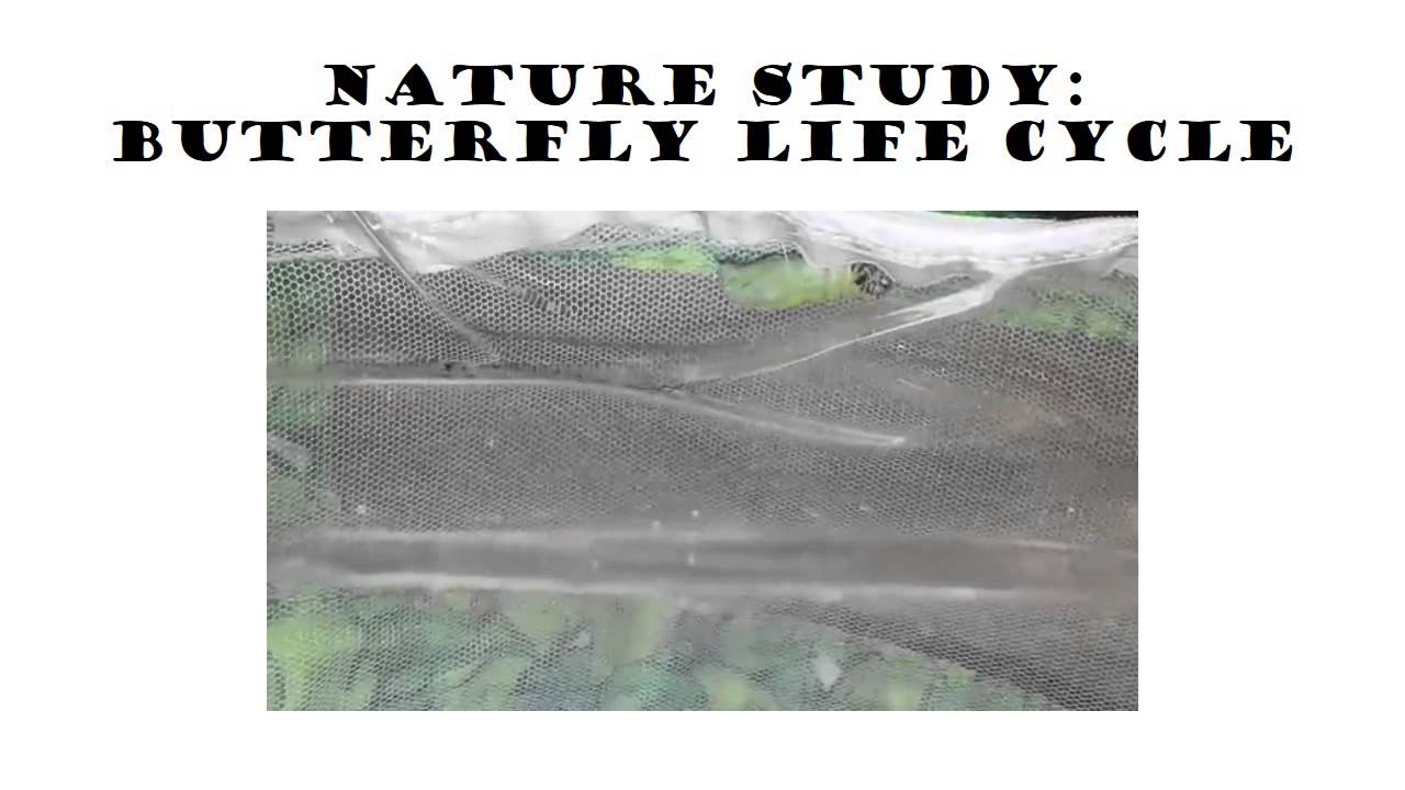 Nature Study: Chrysalis Formation - YouTube