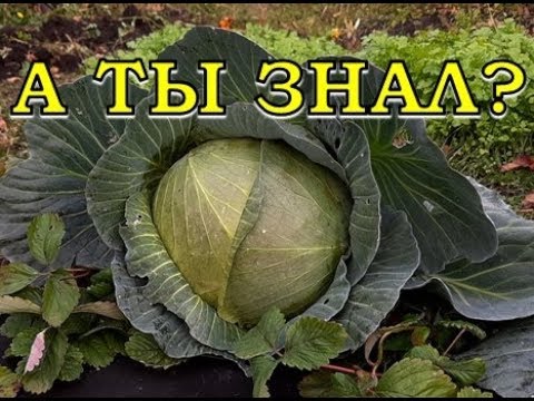 КАК и КОГДА убирать КАПУСТУ?