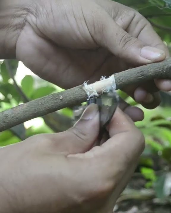 Rooting chikoo sapota sawo in #shorts