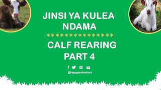 Jinsi ya kulea ndama| Calf rearing | kuthibiti, kuzuia magonjwa | mpangilio wa chanjo | part 4